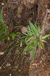 Broadleaf sedge